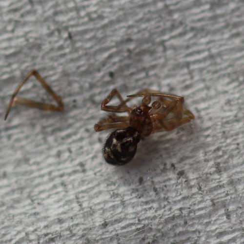 Réf. 153 703 : Steatoda triangulosa