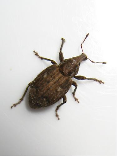 Graptus triguttatus