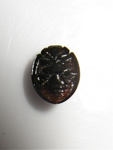 Exochomus quadripustulatus