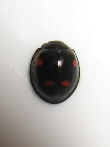 Réf. 153 039 : Exochomus quadripustulatus
