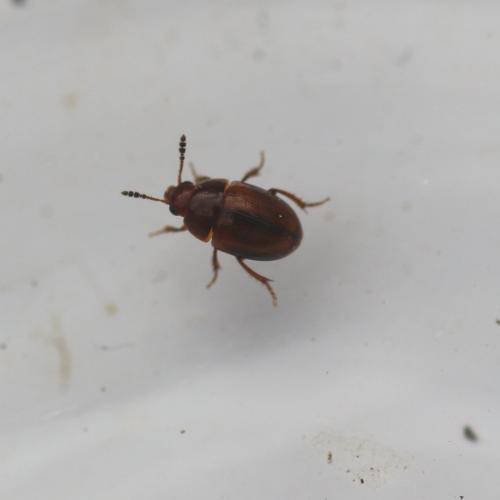 Leiodes sp.