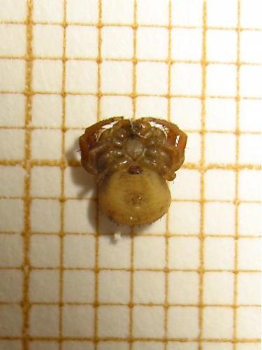 Ozyptila sp.