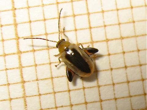 Longitarsus suturatus