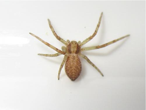 Philodromus sp.