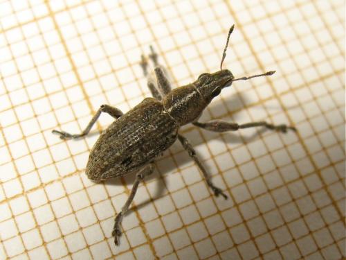 Réf. 153 023 : Charagmus gressorius