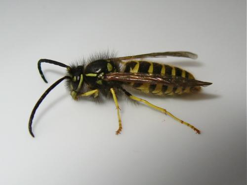 Réf. 153 903 : Vespula sp.