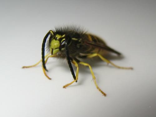 Réf. 153 902 : Vespula sp.