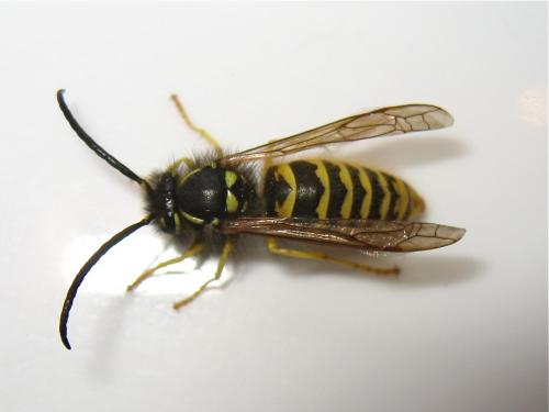 Réf. 153 904 : Vespula sp.