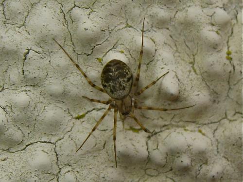 Drapetisca socialis