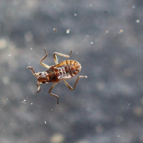 Réf. 153 939 : Microvelia pygmaea