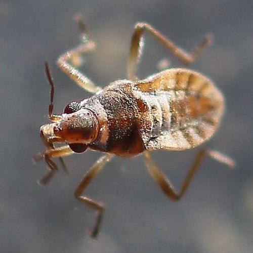 Réf. 153 962 : Microvelia pygmaea
