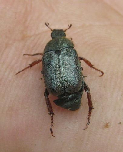 Hoplia philanthus