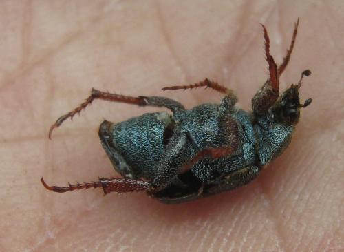 Hoplia philanthus