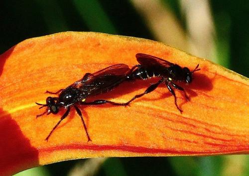 Choerades sp.