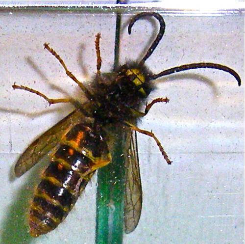 Dolichovespula media