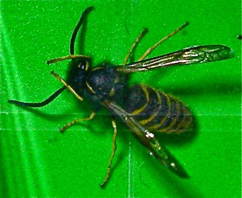 Dolichovespula media