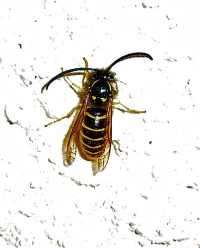 Réf. 153 788 : Dolichovespula media