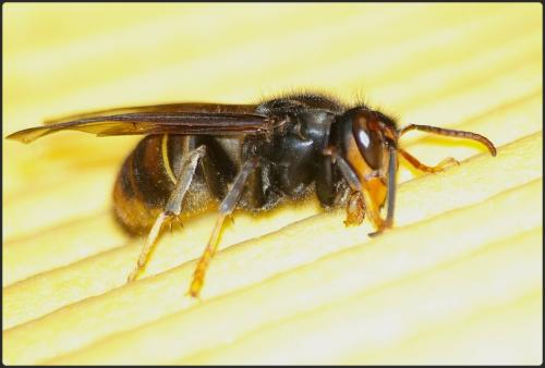 Vespa velutina