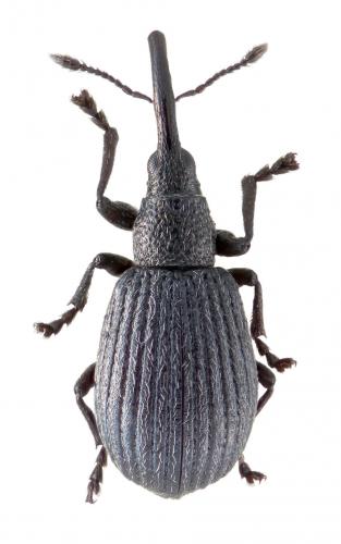 Réf. 153 356 : Ischnopterapion tempereanum