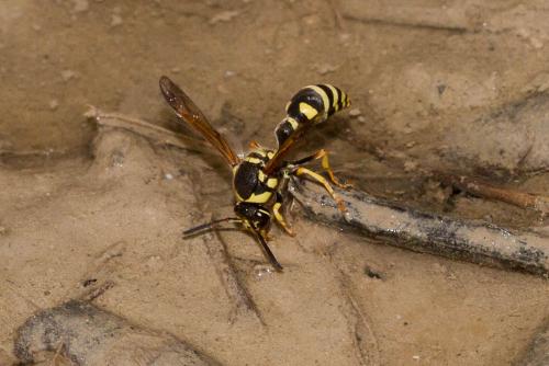 Réf. 153 630 : Katamenes sp.