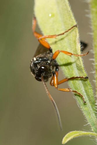 Réf. 153 627 : Ichneumoninae inconnu