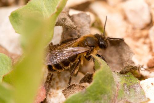 Andrena sp.