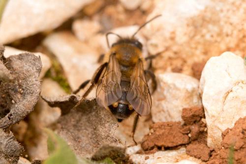 Andrena sp.