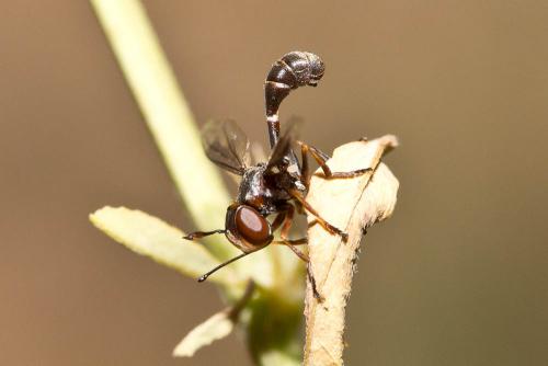 Réf. 153 854 : Physocephala pusilla