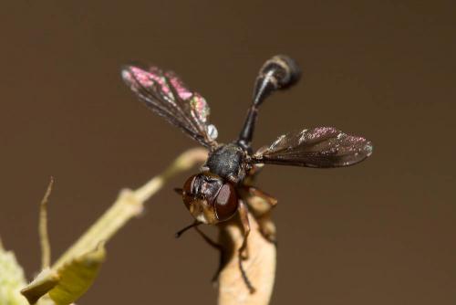 Réf. 153 855 : Physocephala pusilla
