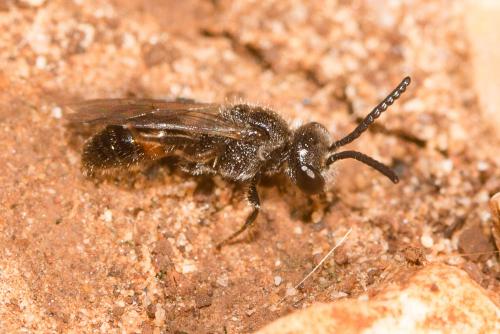 Sphecodes sp.