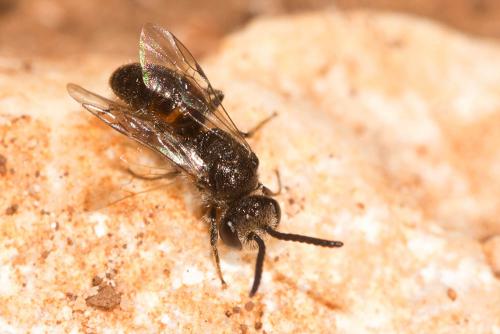 Sphecodes sp.