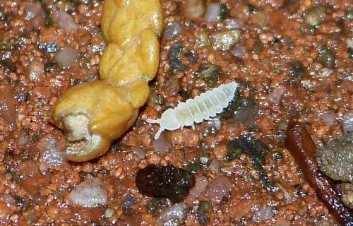 Kalaphorura burmeisteri