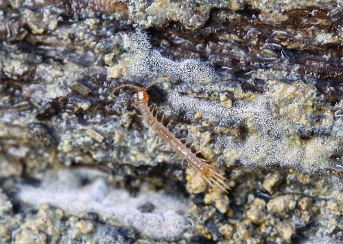 Lithobius microps