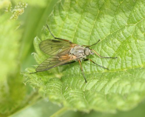 Rhagio notatus