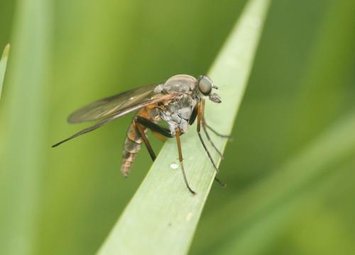 Rhagio notatus