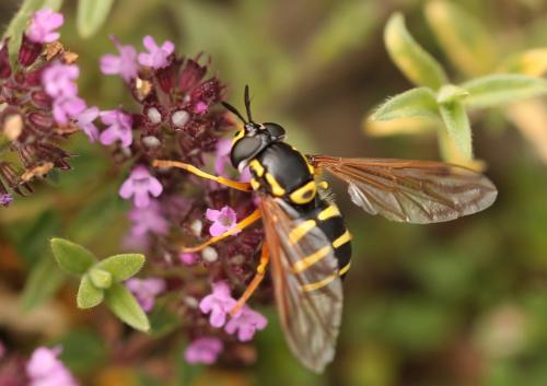 Chrysotoxum sp.