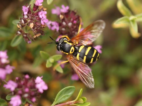 Chrysotoxum sp.