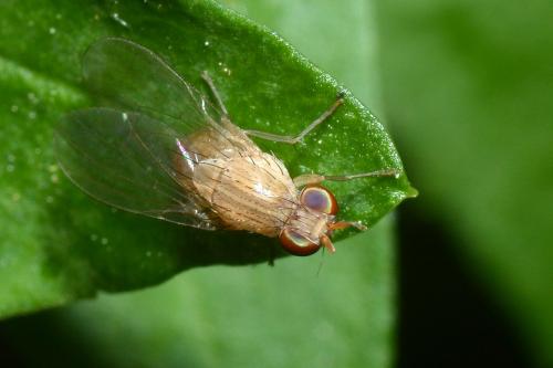 Réf. 153 364 : Sapromyza sp.