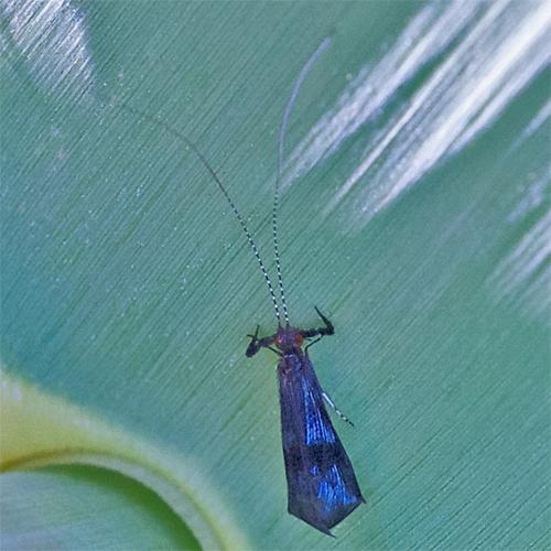 Réf. 153 268 : Mystacides azureus