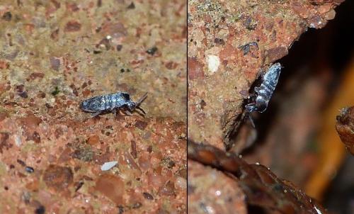 Lepidocyrtus curvicollis