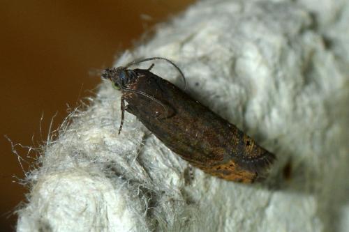 Grapholita gemmiferana