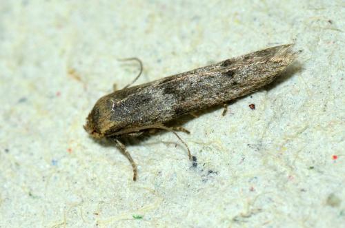 Blastobasis sp.