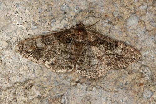 Réf. 153 248 : Cleora cinctaria