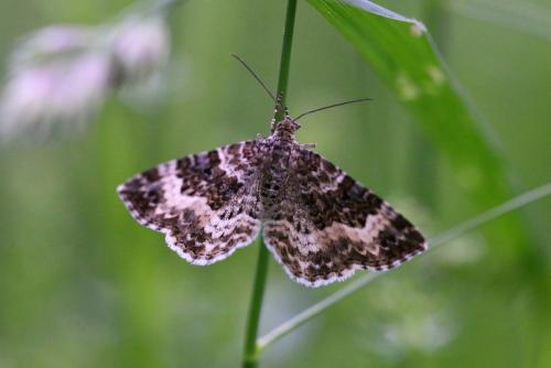 Epirrhoe alternata