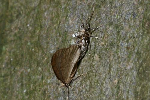 Operophtera brumata