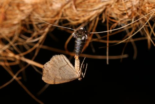 Operophtera brumata