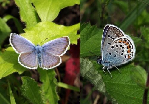 Réf. 153 414 : Plebejus argus
