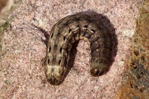 Noctua pronuba