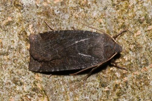 Réf. 153 751 : Conistra ligula