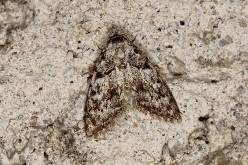 Réf. 153 142 : Nola cicatricalis